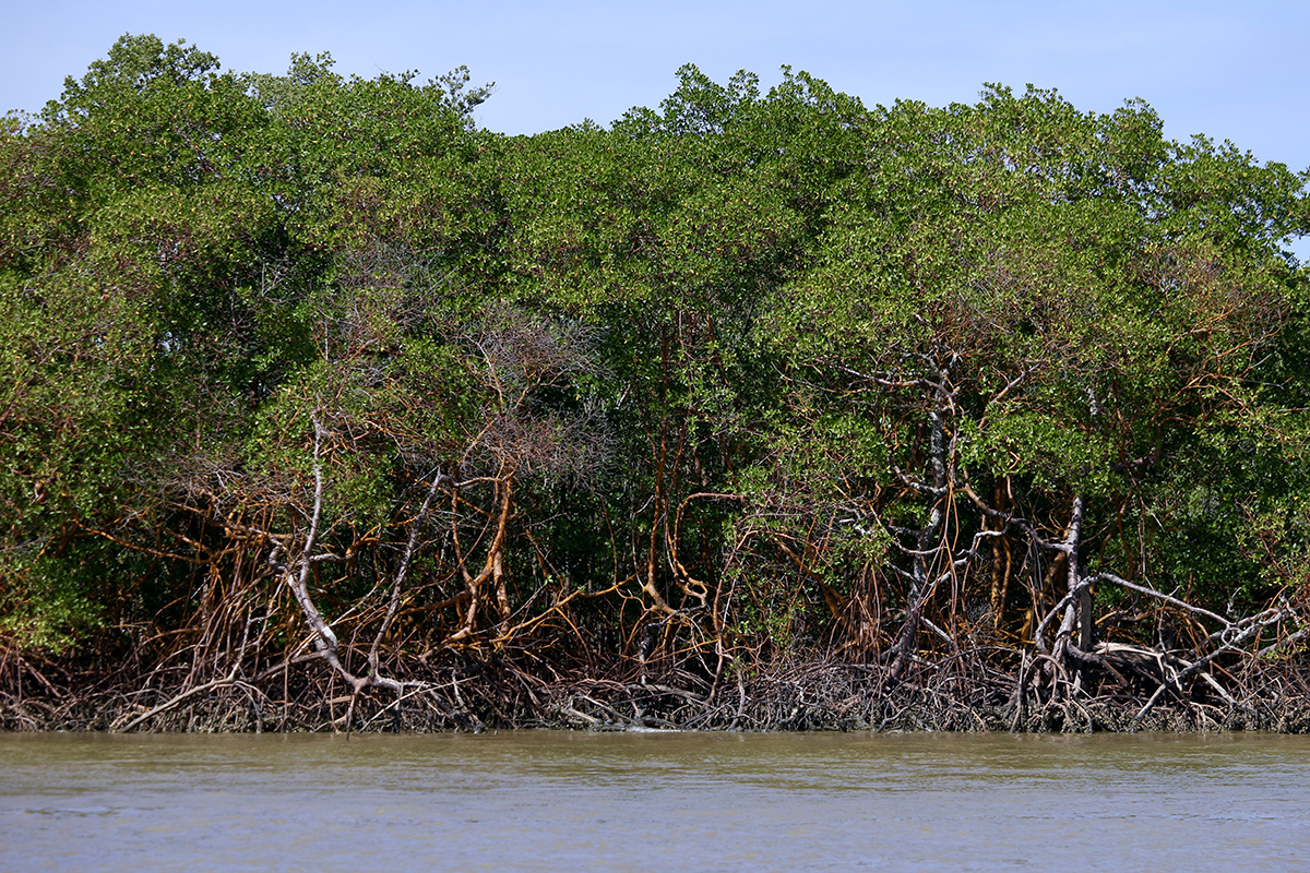 Floresta de manguezal na Reserva Extrativista do Cassurubá, em Caravelas, no sul da Bahia - Foto: Herton Escobar / USP Imagens