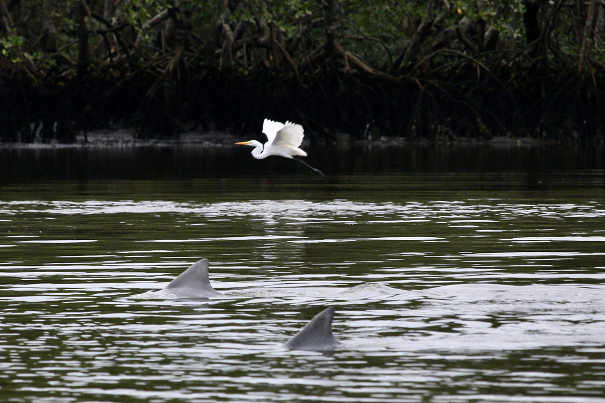 Garça-branca e golfinhos no estuário do Parque Estadual da Ilha do Cardoso, em Cananeia (SP) - Foto: Herton Escobar / USP Imagens