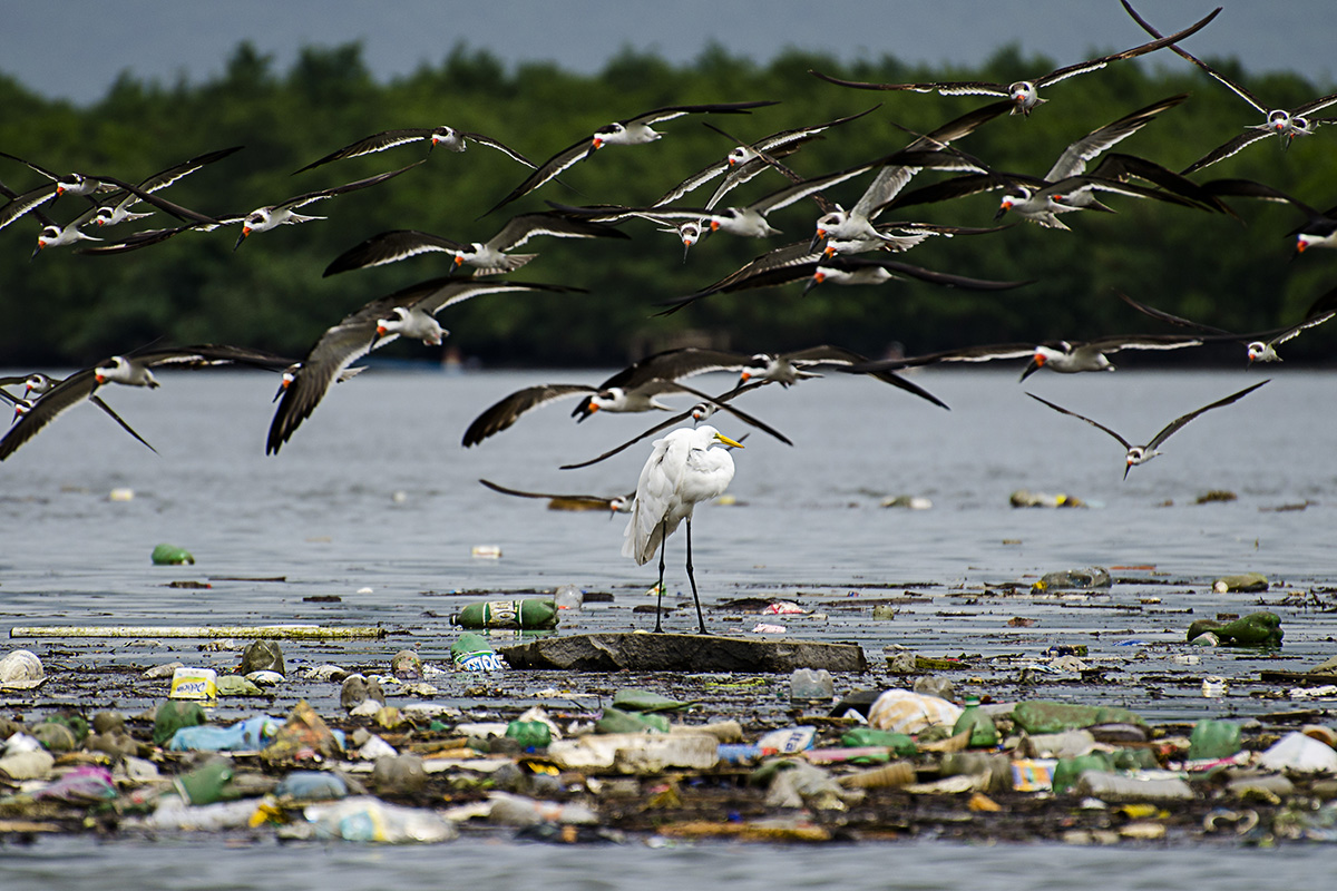 Garça repousa sobre um pedaço de lixo no Rio Casqueiro, em Santos, com uma revoada de talhamares e bosque de manguezal ao fundo - Foto: Leo Francini