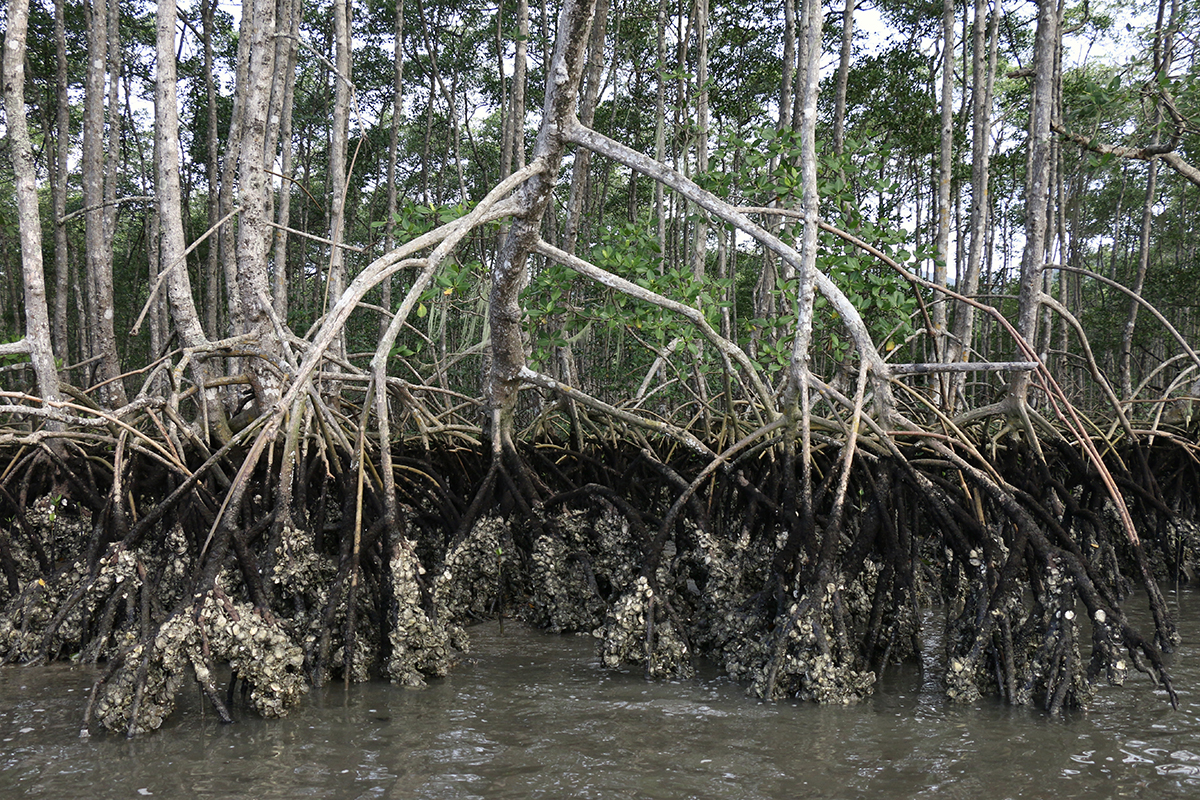 Bosque de mangue-vermelho no Parque Estadual da Ilha do Cardoso, em Cananeia (SP). Na maré baixa é possível ver a parte submersa dos troncos, cobertos de ostras — Foto: Herton Escobar / USP Imagens