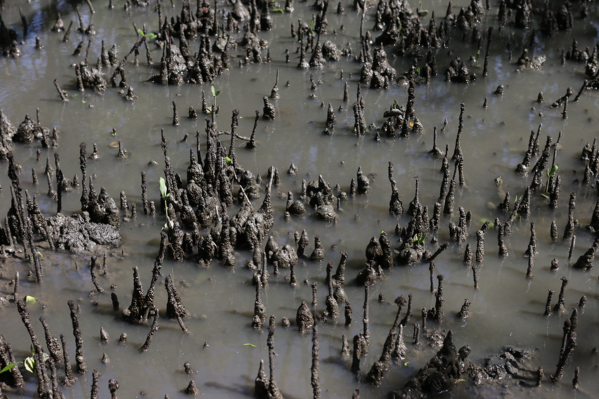 Pneumatóforos são raízes de mangue-preto que crescem para cima em busca de oxigênio, por causa das condições anóxicas debaixo da lama do manguezal - Foto: Herton Escobar / USP Imagens