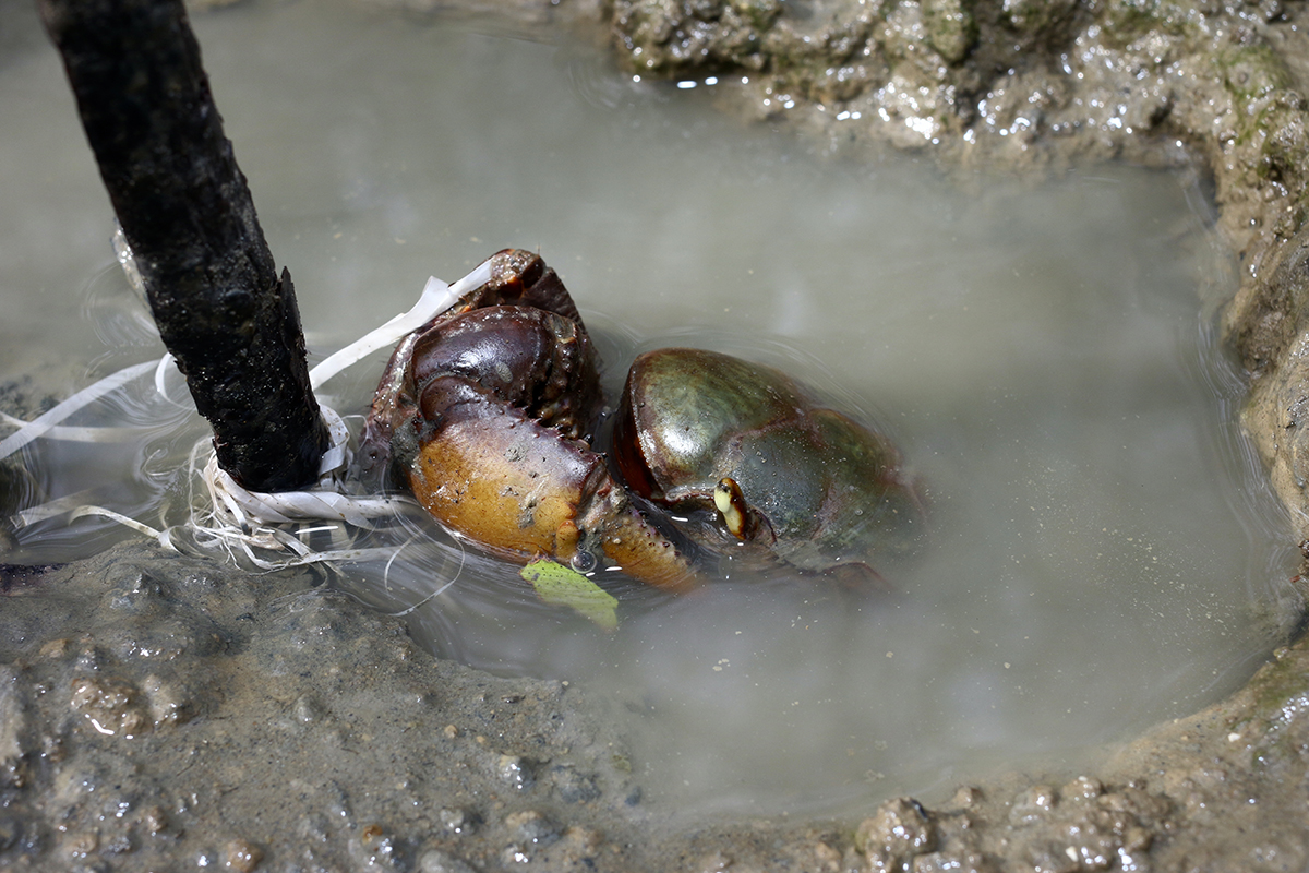 O uso das “redinhas” na entrada das tocas é um método polêmico de captura do caranguejo-uçá em vários manguezais do Brasil. Imagem feita em manguezal de Caravelas (BA) - Foto: Herton Escobar / USP Imagens