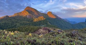 Entre sapos cantantes e bromélias gigantes: cientistas descobrem novas espécies em montanhas isoladas da Amazônia