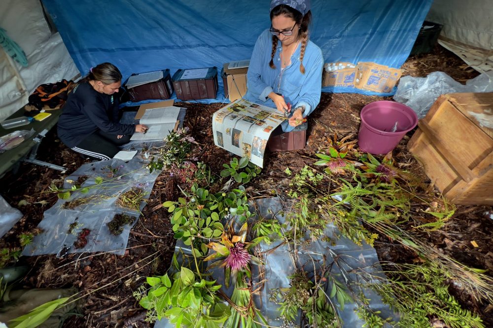 As botânicas Lúcia Lohmann, da USP, e Rafaela Forzza, do JBRJ, preparam amostras de plantas coletadas na Serra do Imeri - Foto: Herton Escobar/USP Imagens