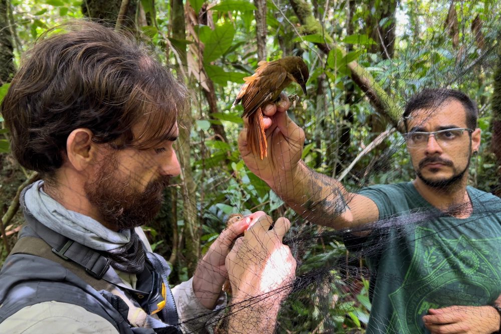 Os biólogos Bruno Fermino e Igor Alvarenga retiram aves de uma rede armada para coleta de pássaros na Serra do Imeri - Foto: Herton Escobar/USP Imagens