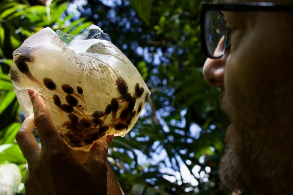 O herpetólogo Taran Grant, do Instituto de Biociências da USP, observa girinos coletados num riacho da Serra do Imeri - Foto: Herton Escobar/USP Imagens