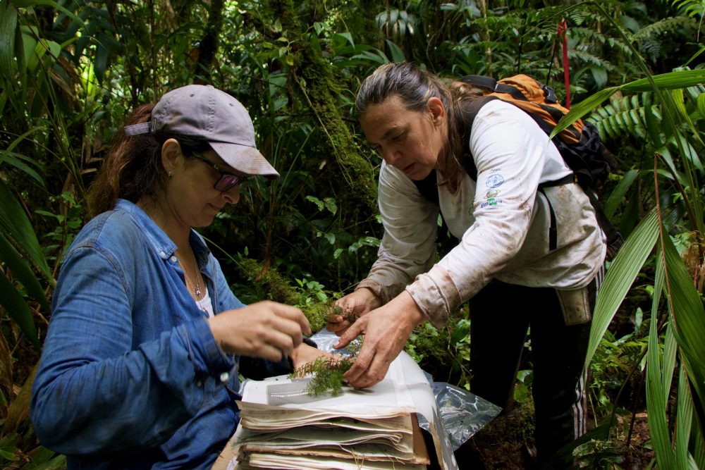 As botânicas Lúcia Lohmann, da USP, e Rafaela Forzza, do IBRJ, coletam amostras de plantas numa floresta da Serra do Imeri - Foto: Herton Escobar/USP Imagens