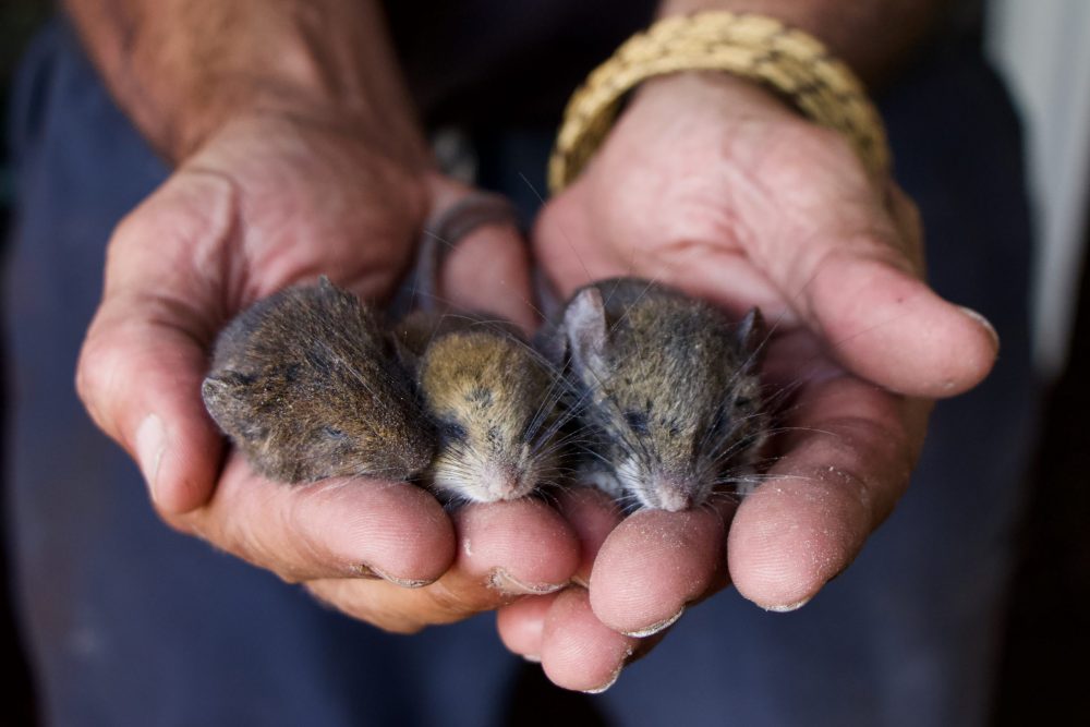 Três espécies de ratinhos foram coletadas na expedição, todas elas endêmicas dos tepuis amazônicos. As mãos são do professor Alexandre Percequillo, da Esalq-USP - Foto: Herton Escobar/USP Imagens