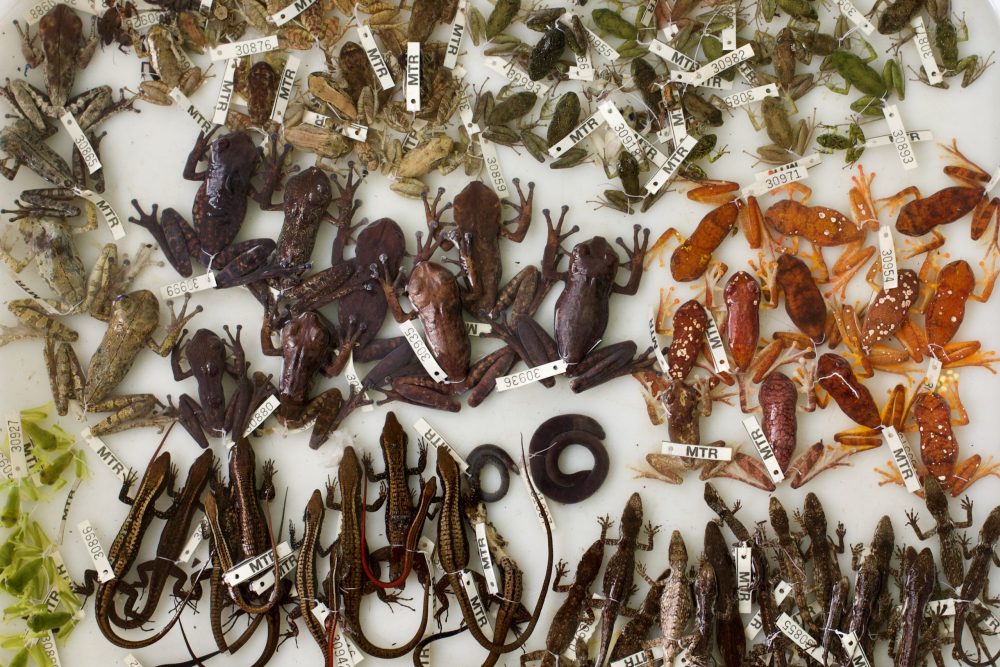 Pelo menos 12 espécies de répteis e anfíbios foram coletadas na expedição; mais da metade delas inédita para a ciência - Foto: Herton Escobar/USP Imagens