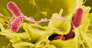 Cientistas descobrem mecanismo de ataque utilizado pela salmonela contra a microbiota intestinal