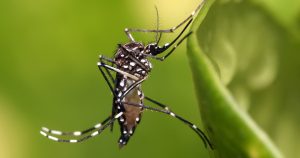 Verão traz de volta preocupação com casos de dengue