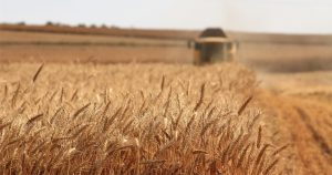 Uso racional da água pode levar Brasil a atingir autossuficiência na produção de trigo