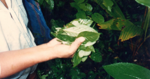 Pesquisadores buscam voluntários para estudos com ayahuasca