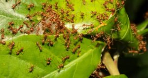 Pesquisadores da USP ensinam em vídeo como controlar as formigas cortadeiras