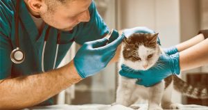 Hospital Veterinário da USP terá sala exclusiva para atendimento de felinos