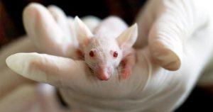Por que a ciência utiliza camundongos em suas pesquisas? Série ABC Animais explica