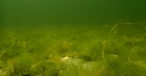 Maré verde: estudo internacional alerta sobre consequências da proliferação de algas costeiras