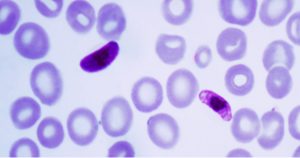 Parasita transgênico ajuda a identificar compostos que bloqueiam transmissão da malária