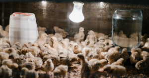 “Série Energia”: O custo elevado da energia é um dos gargalos na produção aviária