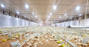 “Série Energia”: Uso da energia solar chega com força à avicultura