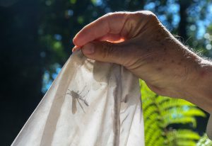 Medo e nojo fazem dos insetos uma ameaça, mas a realidade é bem diferente