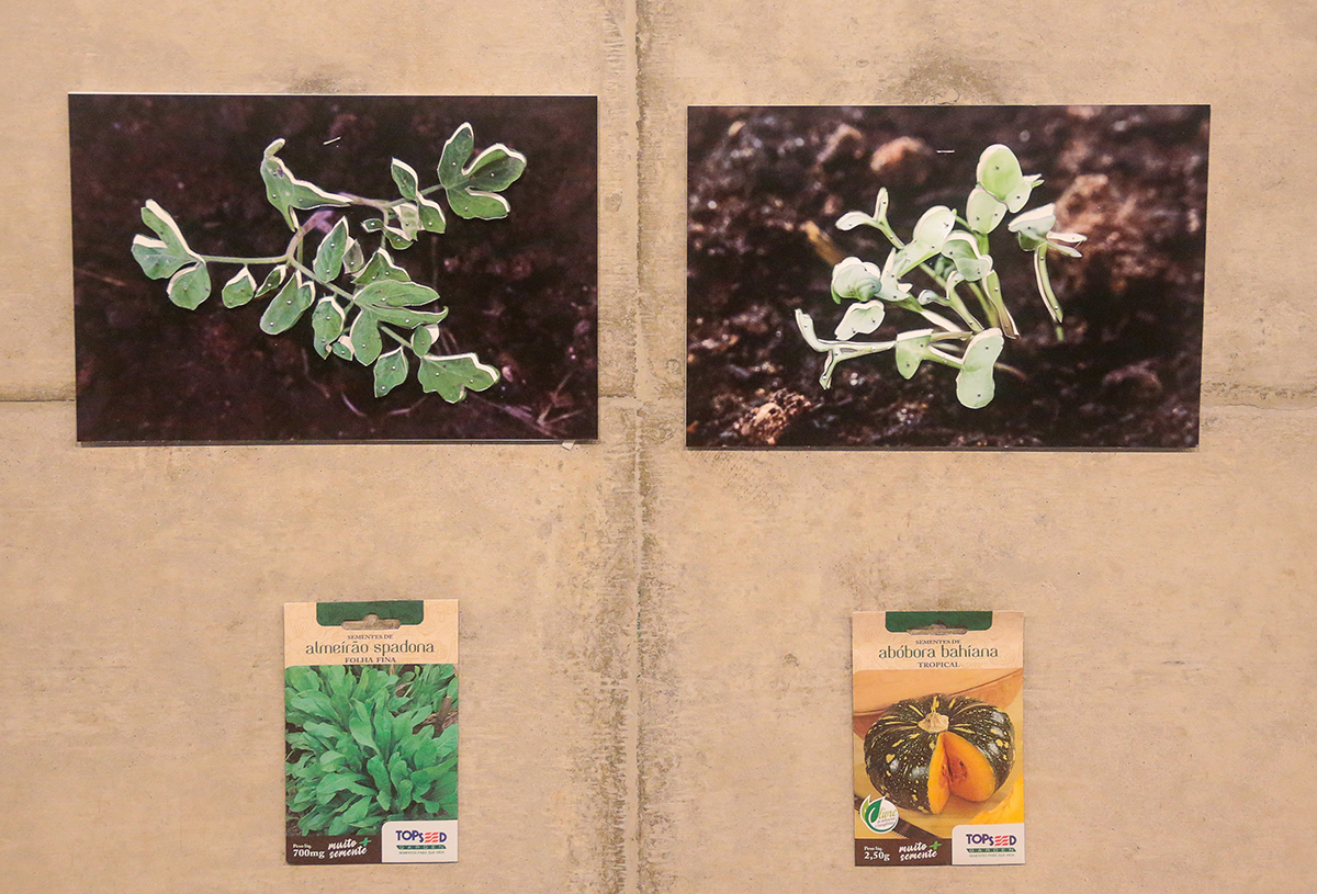 Instalação na mostra de Alessandra Rehder cobre uma das paredes com fotografias de mudas de plantas e pequenos pacotes com sementes - Foto: Cecília Bastos/USP Imagens