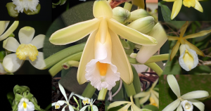 USP oferece curso gratuito sobre baunilhas, planta da família das orquídeas