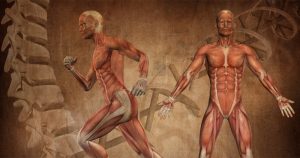 Público aprende sobre anatomia em exposição sobre o corpo humano na USP em Ribeirão Preto