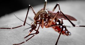 Escala avalia condições de moradia e criadouros para medir risco de infestação do “Aedes aegypti”