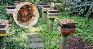 Meliponários contribuem para pesquisas e preservação das abelhas nativas sem ferrão