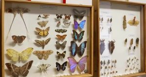 Referência para o conhecimento científico, Coleção Entomológica da USP comemora 85 anos 