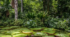 Pesquisadores propõem criação de um biobanco de dados genéticos de espécies amazônicas