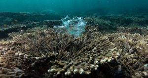 Poluição plástica em recifes profundos é generalizada e preocupa biólogos