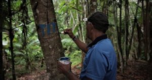 “Território vivo”: como os Tupinambá vivenciam os conflitos no Baixo Tapajós