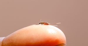 Por que a malária predominante no Brasil é menos grave que a variante africana?