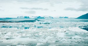 Aquecimento global provoca mudanças adaptativas em animais do Ártico
