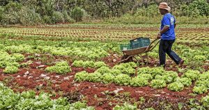 Programa de Aquisição de Alimentos aumentou a renda bruta de pequenos agricultores em 24%