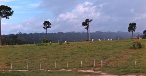 Processos de pastagem na Amazônia ameaçam microrganismos do solo