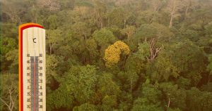 Aquecimento global traz risco de danos irreversíveis às árvores da Amazônia