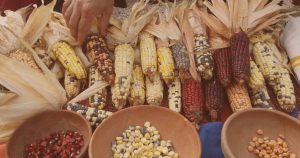 Estudo mapeia variedade genética do milho na América do Sul