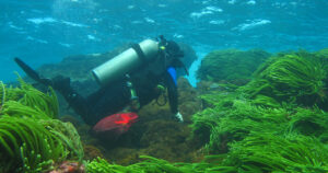 Desbravando águas profundas: pesquisa discute desafios e avanços do mergulho científico no Brasil