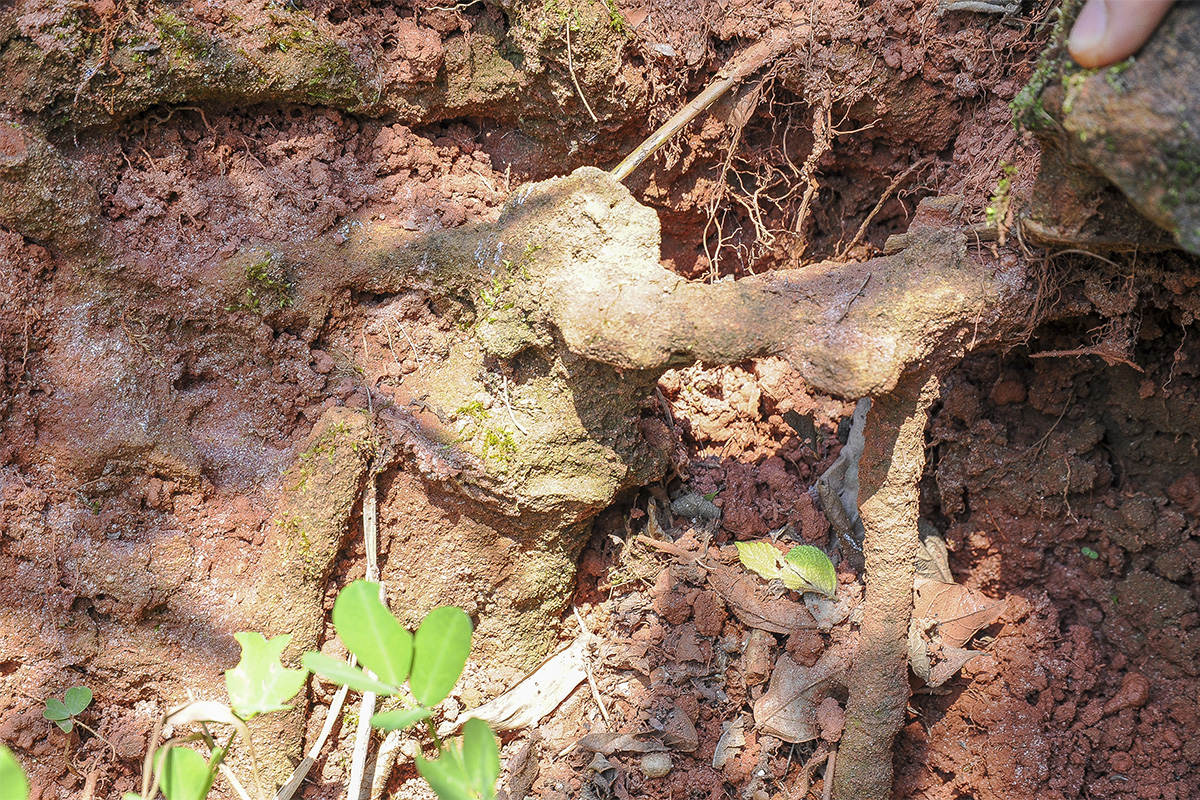 Os diques clásticos são visualmente semelhantes a raízes de árvores, mas na verdade são rochas que se formam nos canais por onde a água cheia de areia sob o solo percorre durante os intensos abalos - Foto: Marcos Santos/Jornal da USP