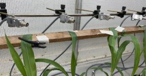 Estudo explica como um fungo pode controlar a principal praga que afeta o cultivo de milho
