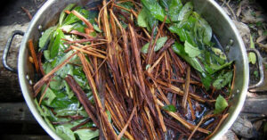 Estudos buscam compreender de forma segura os potenciais terapêuticos da ayahuasca
