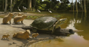 Com até dois metros, tartaruga gigante amazônica pode ter sido alimento para humanos