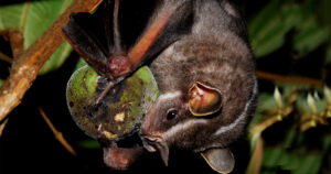Ecologia e matemática se juntam para medir importância de morcegos na reprodução de plantas