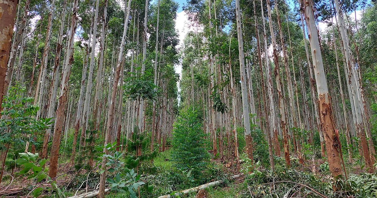 Imagem de uma floresta de eucaliptos