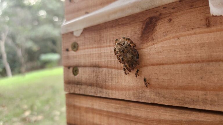 Caixa de madeira com abelhas da espécie jataí em torno da entrada do ninho.