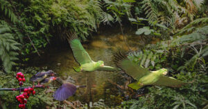 Aves frugívoras têm papel essencial na restauração de ecossistemas