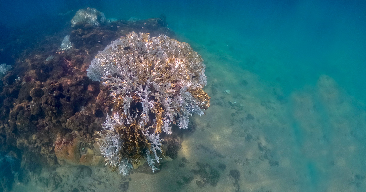 Corais branqueados na APA Costa dos Corais em Maragogi, no norte de Alagoas, no início de abril de 2024. As colônias no topo do recife são da espécie Millepora alcicornis, mais conhecida como coral-de-fogo. Foto: Herton Escobar / USP Imagens